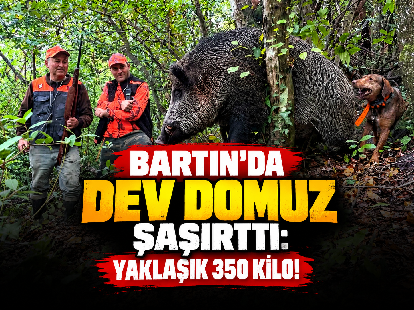 Bartın’da 350 kiloluk dev yaban domuzu avlandı