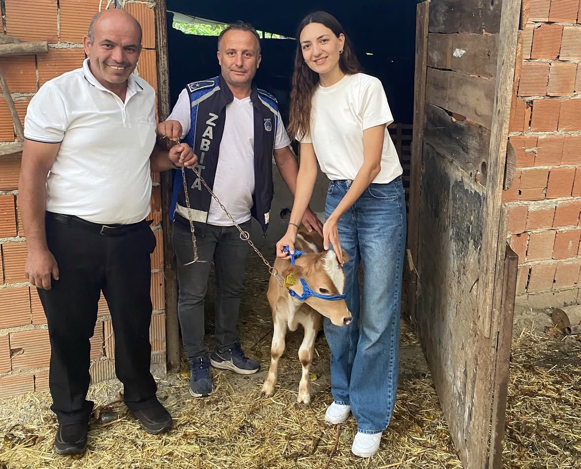 Çekiliş hediyesi buzağı talihlisine teslim edildi