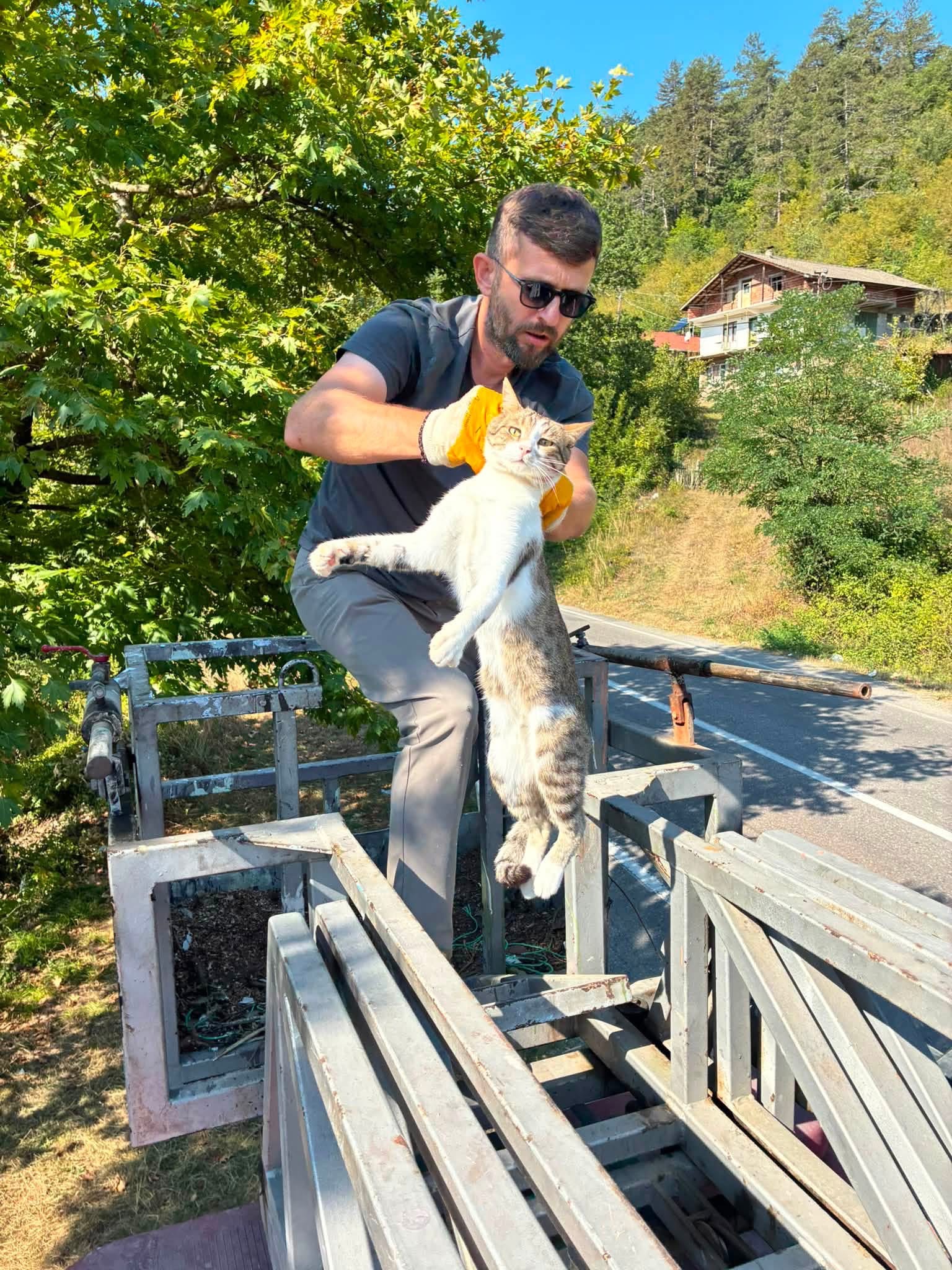Ağaçta mahsur kalan yavru kedi i̇çin seferber oldular